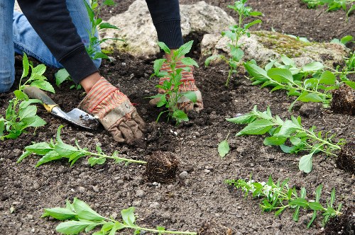 A gardener wearing protective gloves is planting young shrubs or bushes into freshly turned, dark, rich soil in a landscaped garden. The plantings are arranged in a neat row, with some already rooted in the ground and others being positioned into the soil. Surrounding the planting area, there are green foliage and small leafy plants, contributing to a vibrant, healthy garden setting. The background includes a section of soil and possibly some garden rocks or edging elements, indicating ongoing garden maintenance or planting work at a residential outdoor space in Edmonton. The scene suggests careful, professional gardening work focused on enhancing the garden's structure and foliage, which aligns with services provided by Garden Maintenance Edmonton. Natural daylight illuminates the scene, emphasizing the lush greenery and freshly cultivated soil, ideal for a front or backyard planting project.