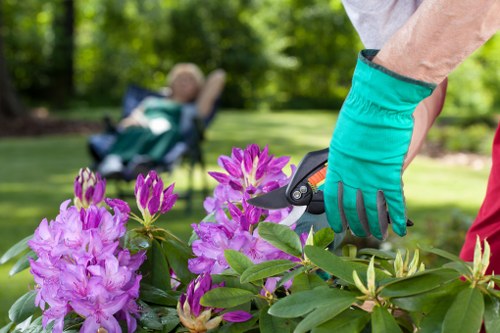 A gardener's hand, wearing a teal gardening glove, is using pruning shears to trim vibrant purple and pink rhododendron flowers in a well-maintained garden during daytime. The foreground features a lush, dense cluster of flowering rhododendrons with glossy green leaves and bright blossoms, contrasting with the natural tones of the garden. In the background, a neatly mown lawn extends across a landscaped outdoor space, bordered by mature trees with green foliage that provides shade and privacy. The setting suggests a peaceful, residential garden environment in Edmonton, with soft natural light highlighting the textures of the flowers and foliage, reflecting typical gardening maintenance activities carried out by Garden Maintenance Edmonton to enhance outdoor beauty and health.