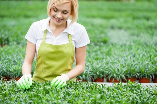 A young woman with blonde hair wearing a white shirt, a light green apron, and green gardening gloves is working in a nursery or garden centre, tending to rows of small, healthy green plants arranged in neat, evenly spaced trays. The plants have dense foliage with bright green leaves. In the background, there are more trays of plants and a lush, green outdoor environment, indicating a well-maintained nursery or garden setting. The scene is illuminated by natural daylight, suggesting mild weather and good growing conditions, typical of gardening and landscaping services offered by Garden Maintenance Edmonton in the local area. The focus is on her careful handling and inspection of the plants, highlighting professional garden care and planting services.