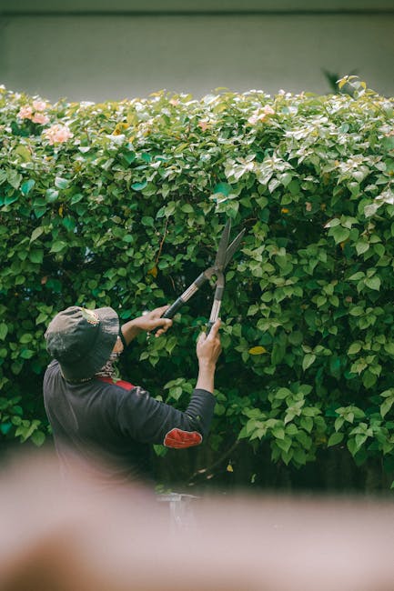 A gardener wearing a wide-brimmed hat and dark clothing is trimming a large, dense hedge with long-handled pruning shears. The hedge is lush and composed of green leaves with some pink flower buds vis