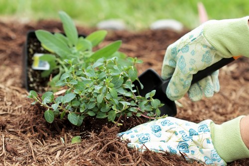 Professional gardener pruning a healthy plant in Edmonton garden